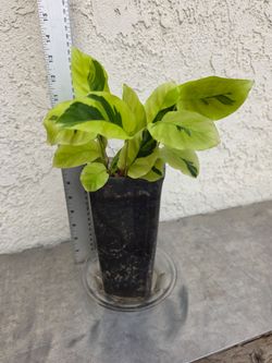 Calathea Yellow Fusion Plant (Prayer plant)