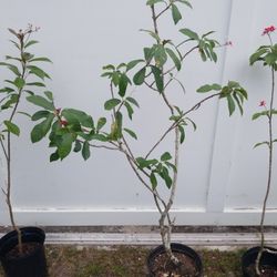 Jatropha tree $5, $7, $10, 