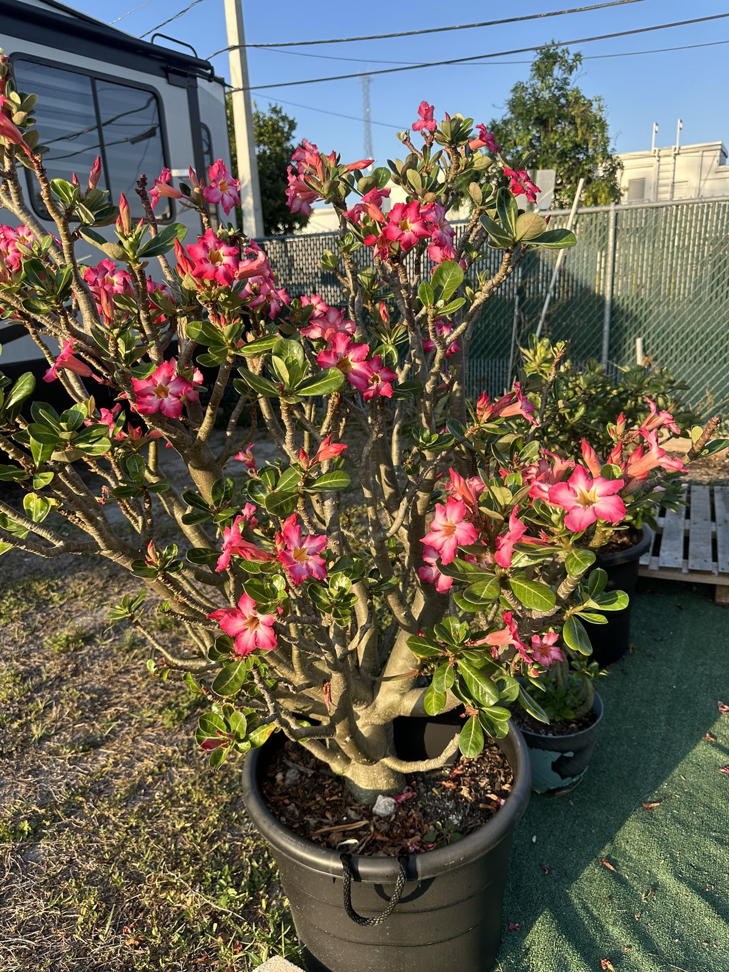 Rosa Do Deserto