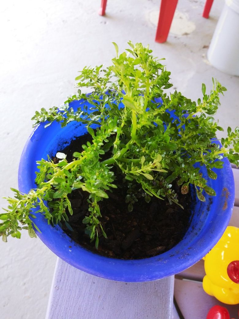 ILLusion plant...grows fast
