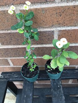 Euphorbia small pink and red flowers 🌸
