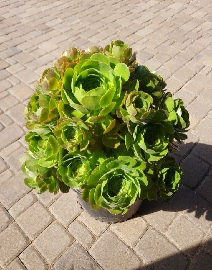 Large Aeonium Arboreum Succulent Bouquet