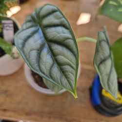 Alocasia Sivler Dragon starter size plant