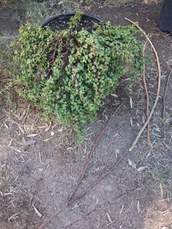 Elephant bush $12
