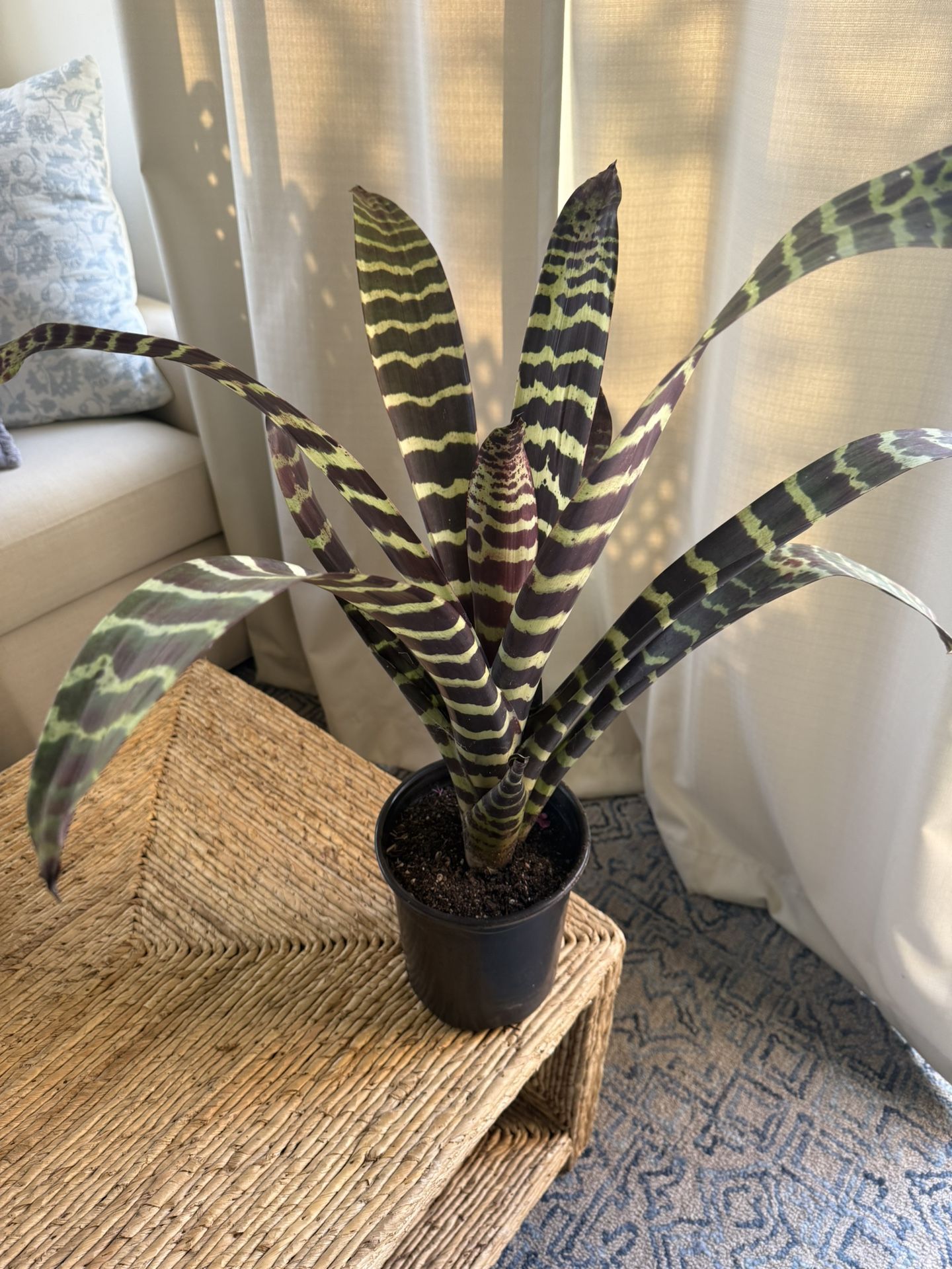 Flaming Sword Bromeliad Plant