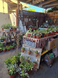 Healthy variety of succulents at lower than retail prices