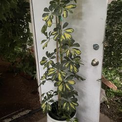 See description~6.5ft super variegated umbrella plant, ceramic pot not included; 95820