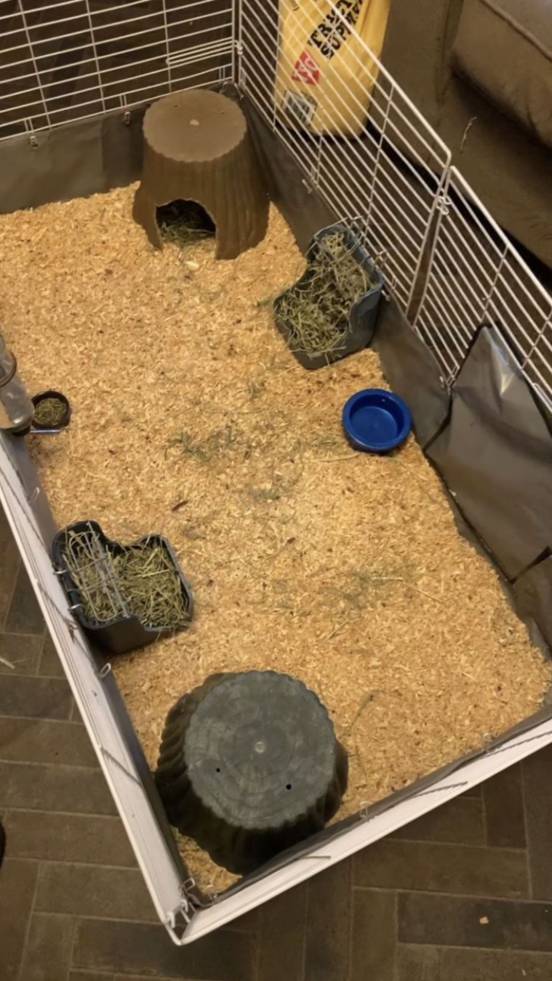 Guinea pig