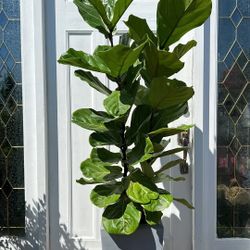 Beautiful Fiddle Leaf 🍃 