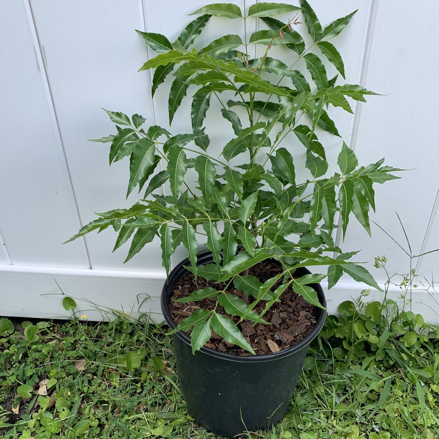 Neem ( Azadirachta Indica) Plant (2-3 Ft Tall)