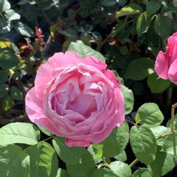 $25 Each Cathedral Bell Beautiful Pink Color Fragrant Rose Roses Flowers Flower Live Plants