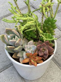 Succulent