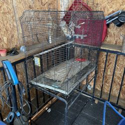 Bird Cage 