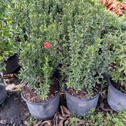 Dwarf Red Ixora Hedges 3gl $6