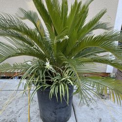 Palm  Cyclades Revolution