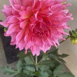 Dahlia Big Flowers Plant, In 5 Gallons Pot Pick Up Only