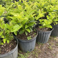 sweet viburnum 3 gallon ready to deliver and we can install for $5 each