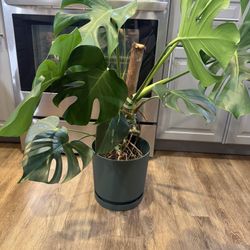 Large Monstera
