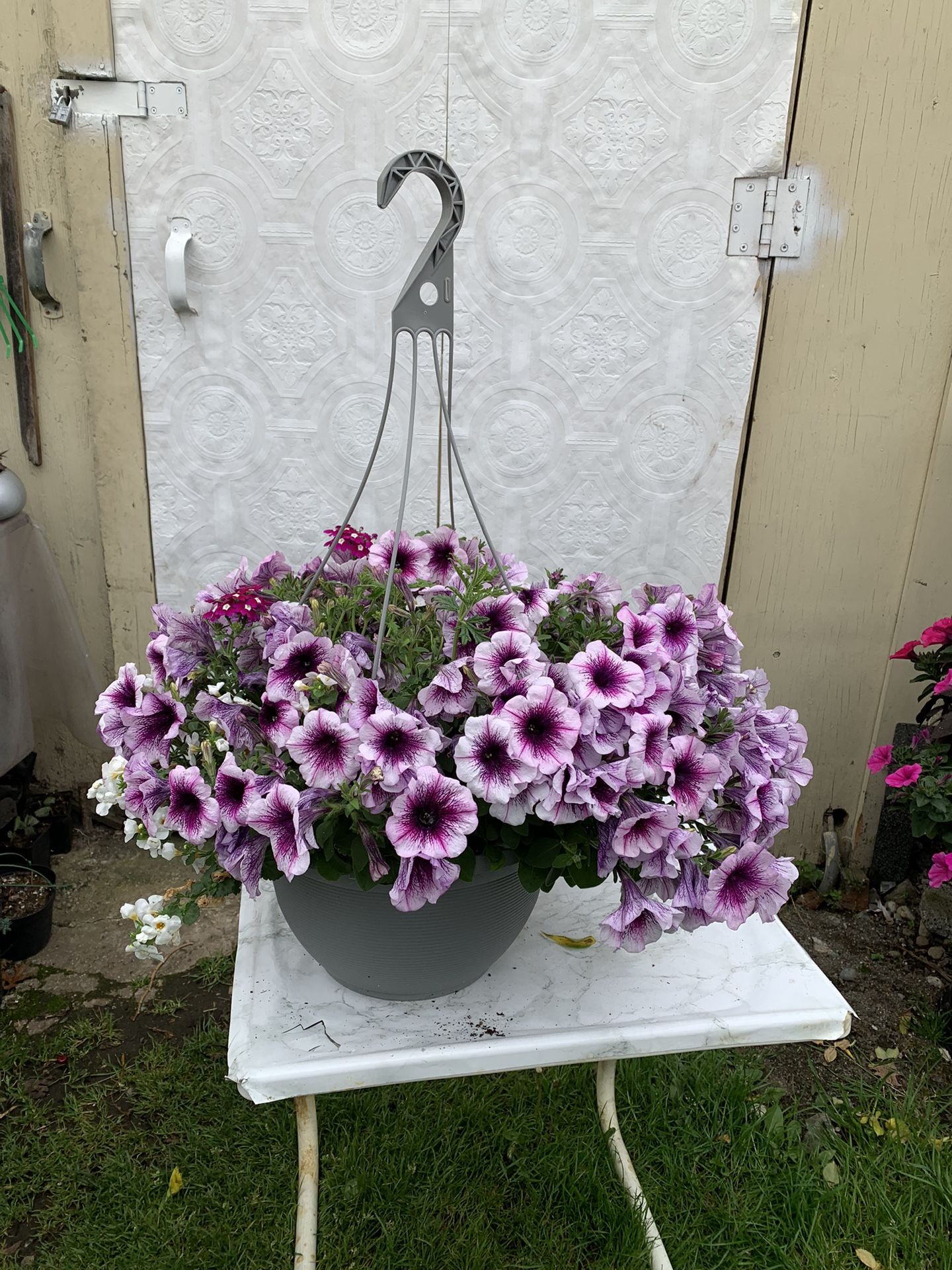 Outdoor Plants