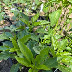 Pepper seedlings.