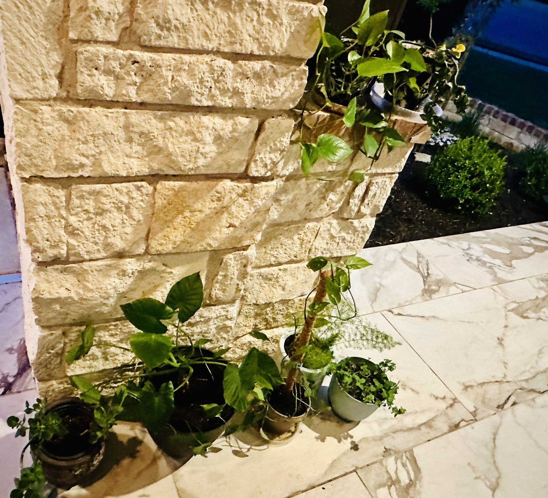 Gorgeous Plant Set for Sale - 7 Healthy Plants w/ Unique Planters