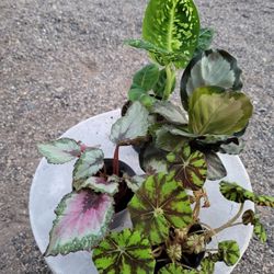 Plants  4" Pot $3 Each