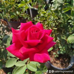 Rose Bush