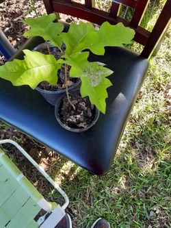 Small Live Oaks There Babys