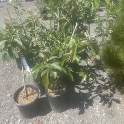 Plants