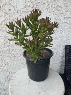 1 Gallon Pot Succulent Plant - Crassula Rubricaulis -  Butterfly Bush - Rooted & Established Plant - Drought Resistant - 🪴