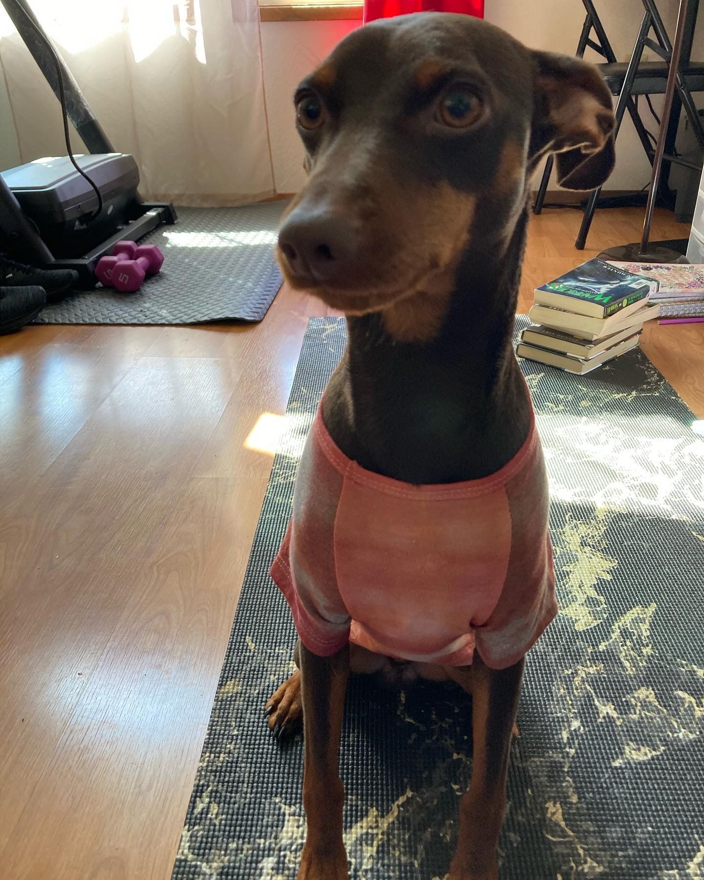 Homemade Tie Dye For Pet Shirts And Hoodies Available