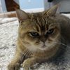 Elya
