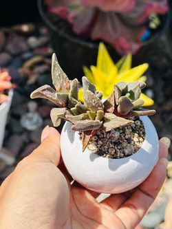 Faucaria gratiae succulents