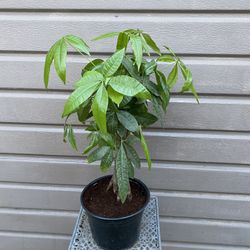 8” money tree