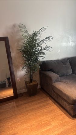 Plants