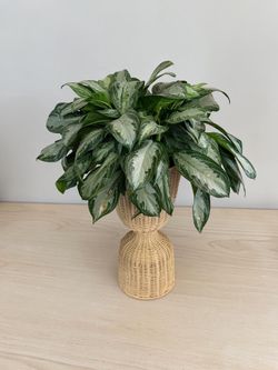 10” Aglaonema Silver Bay Chinese Evergreen