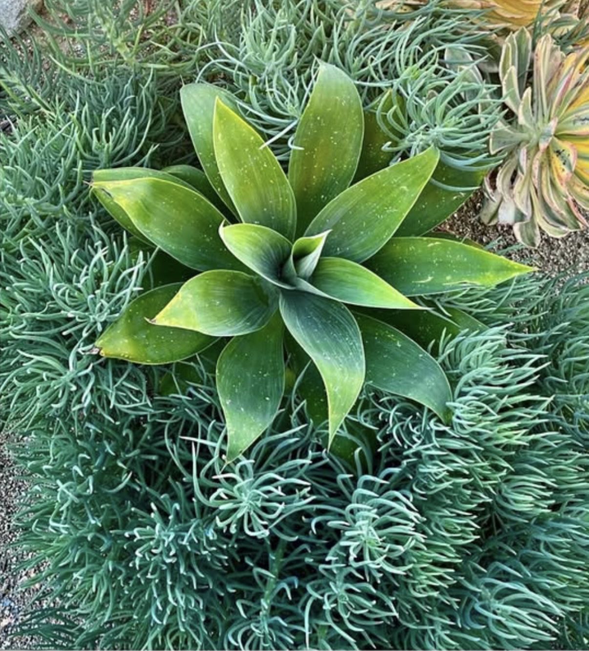 Green Chalksticks Succulent 