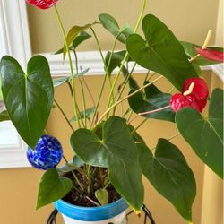 A floral potted Anthurium plant with red flowers and large green leaves