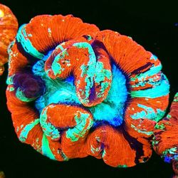 Hellbound Wellsophyllia WYSIWYG 