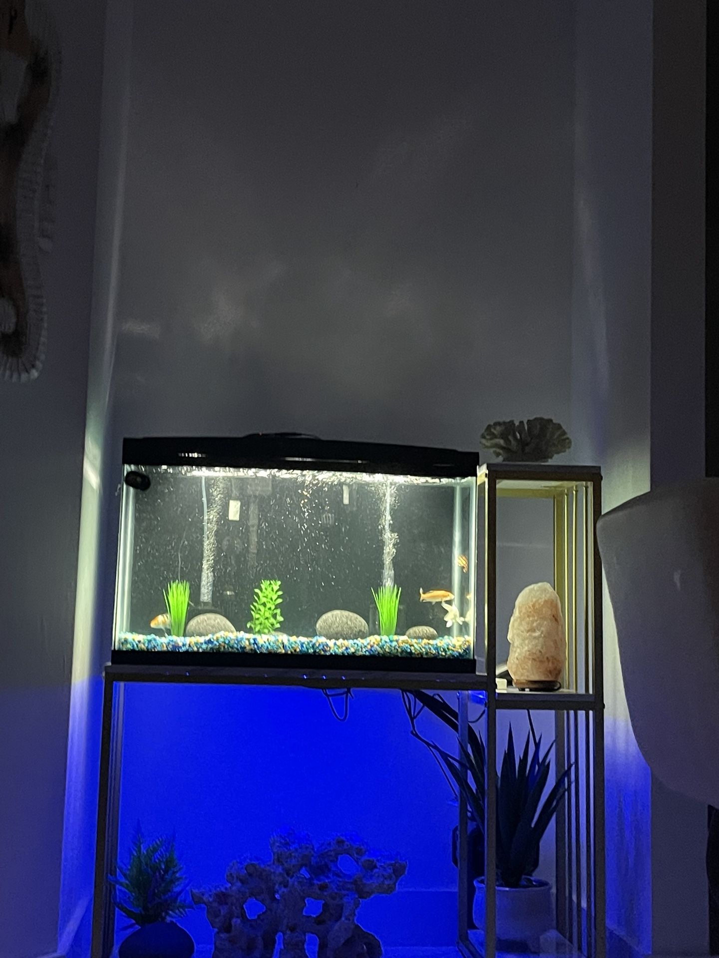 29 Gallon Fish Tank With Stand