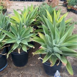 Plants