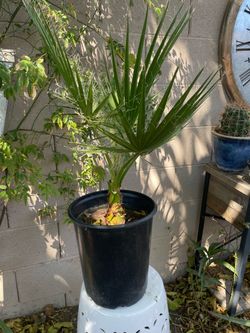 Palm