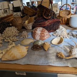 Sea Shell Collection 