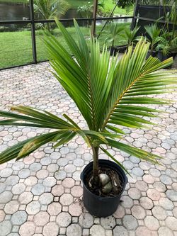 Fiji Dwarf (Niu Leka) Coconut Palm Tree