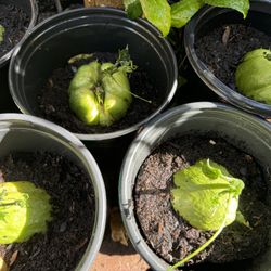 Chayote Seedling With Sprout 