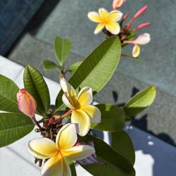 Plumeria Plant