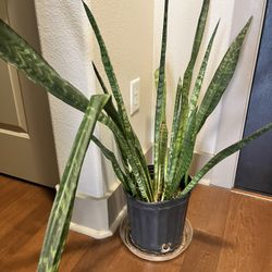 Large Snake Plant 