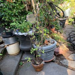 Goldflame honeysuckle 