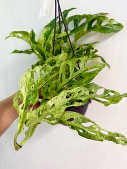 Plants (6”pot🌿Monstera Variegated “Swiss Cheese Milkyway)
