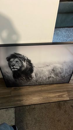 Lion picture